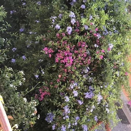 Delizioso Nido Nel Blu Chia