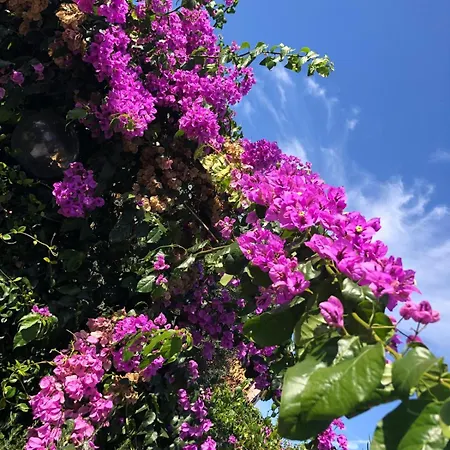 Delizioso Nido Nel Blu * Chia